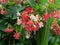 Close up Beautiful Rangoon Creeper Flowers with Green Leaves