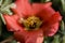 Close-up of a beautiful red flower with water drops in dark tint