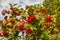 Close-up of beautiful red fruits of viburnum vulgaris. Guelder rose viburnum opulus berries and leaves in the summer outdoors.