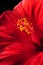 Close up beautiful red hibiscus flower