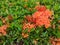 Close up beautiful red Ixora flowers and green leaves.