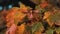 Close-up beautiful red and orange maple leaves sway in the wind. Autumn scene in nature