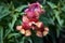 Close up of beautiful red and orange  snapdragon flowers Antirrhinum majus