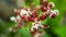 Close up beautiful red orchids. forming in dancing birds shape