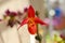 Close up of beautiful red paphiopedilum orchid