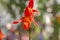 Close up of beautiful red paphiopedilum orchid