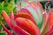 Close-up Beautiful red-pink Paddle Plant leaves of the succulent plant in a garden.