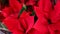 Close up of beautiful red poinsettia flower. Christmas decoration. Video 4k.