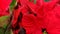 Close up of beautiful red poinsettia flower. Christmas decoration. Video 4k.