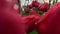 Close-up of beautiful red tulips with water drops.