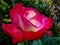 Close-up of beautiful red with white petals rose Double Delight