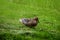 Close-up of a beautiful relaxing female duck in the grass