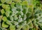 Close up of beautiful rosette of Echeveria in sunny day