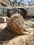 Close-up of a beautiful sad lion locked in an aviary