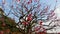 Close up of beautiful sakura tree blossoms at park