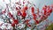 Close up of beautiful sakura tree blossoms at park