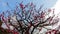 Close up of beautiful sakura tree blossoms at park