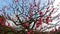 Close up of beautiful sakura tree blossoms at park