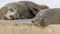 Close up of a beautiful sea lion lying on the rocks resting, Kingscote, Kangaroo Island, Southern Australia