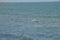 Close-up of a Beautiful Seagull, Nature, Seascape, Sicily, Italy, Europe