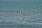 Close-up of a Beautiful Seagull, Nature, Seascape, Sicily, Italy, Europe