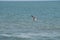 Close-up of a Beautiful Seagull, Nature, Seascape, Sicily, Italy, Europe