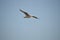 Close-up of a Beautiful Seagull, Nature, Seascape, Sicily, Italy, Europe