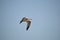 Close-up of a Beautiful Seagull, Nature, Seascape, Sicily, Italy, Europe