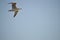 Close-up of a Beautiful Seagull, Nature, Seascape, Sicily, Italy, Europe