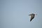 Close-up of a Beautiful Seagull, Nature, Seascape, Sicily, Italy, Europe