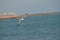 Close-up of a Beautiful Seagull, Nature, Seascape, Sicily, Italy, Europe