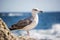 Close-up of a beautiful seagull standing on a stone on background of sea