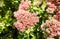 Close-up of beautiful Sedum flowers. Family name Crassulaceae, Scientific name Sedum