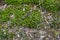 Close-up of beautiful Sedum plant at forest, top view. Family name Crassulaceae, Scientific name Sedum lydium