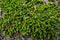 Close-up of beautiful Sedum plant at forest, top view. Family name Crassulaceae, Scientific name Sedum lydium