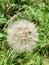 Close up of a beautiful seeding dandelion flower showing the light feathery seeds.