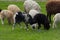 Close-up beautiful sheep graze on green meadow and nibble grass in pasture on sunny day