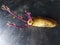 Close-up of beautiful shoots growing on cassava fruit.