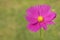 Close-up of beautiful single cosmos flower with blurred background