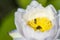 Close up beautiful single white and yellow lotus with bees find honey in bright day