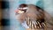 Close-up on a beautiful small Chukar bird.