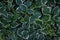 Close-up of beautiful small vinca vine vinca minor leafs of periwinkle