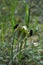 Close-up of a Beautiful Snake`s-head, Widow Iris, Iris Tuberosa, Nature, Macro