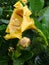 Close-up of a beautiful South American yellow flower called solandra