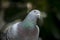 Close up beautiful sport racing pigeon bird outdoor