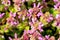 Close up beautiful spring purple flowers and ladybug