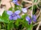 close up of beautiful spring sweet violet flower petals nature macro