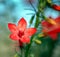 Close-up of a beautiful standing cyrpess Ipomopsis rubra flower against a blurred background