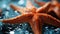 Close Up of Beautiful Starfish Underwater Blurry Seascape Background