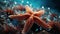 Close Up of Beautiful Starfish Underwater Blurry Seascape Background